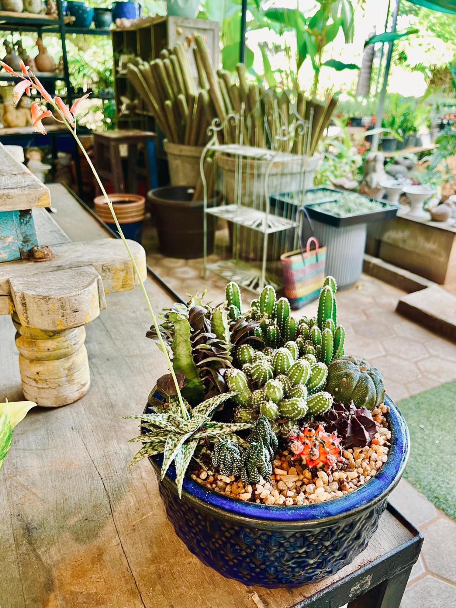 Pool Villa-House Of The Dancing Cactus ปอนดิเชอรี ภายนอก รูปภาพ